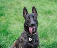 Dexter - German Shepherd